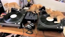 DJ Kitty! So cute baby cats Djing!