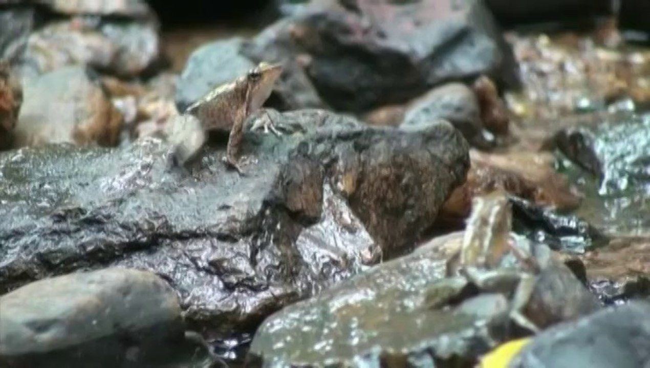 La "grenouille danseuse", une espèce rare découverte dans le sud de l'Inde