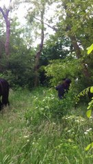 Qichotte cueille des fleurs d'acacia