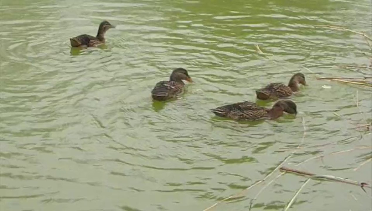 Que c'est bon le pain !