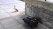 Ducklings Take a Leap of Faith in Dublin Campus