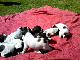 chiots korthals a 23 jours