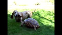 Funny Animal Compilation Over 10 Minutes Of Curious Critters
