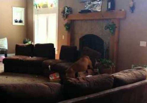 Energetic Dog Loves Balloons