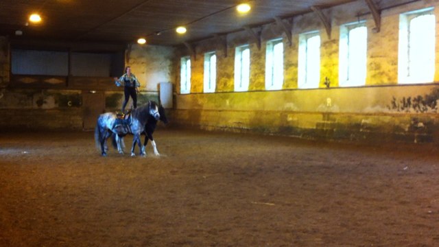 Des spectacles équestres au Haras du Pin