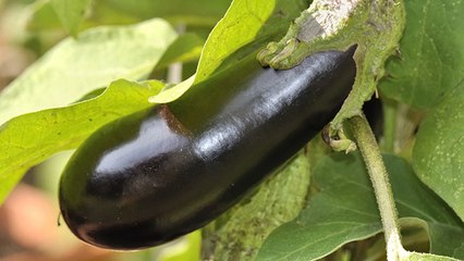 How to care for your eggplants