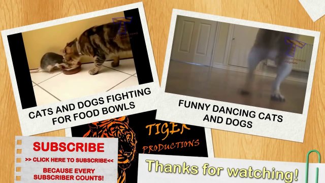 Cats scared of mice and birds - Funny cat compilation