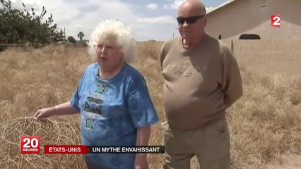 Etats-Unis : invasion de "tumbleweeds", ces mauvaises herbes virevoltantes