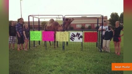 Seniors' Hump Day Prank with Camel Goes Viral