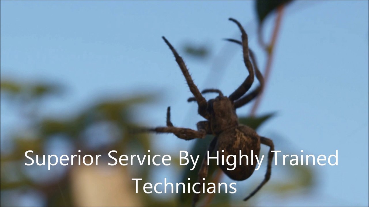 Las Vegas Pest Control - Call Today 702-832-4094