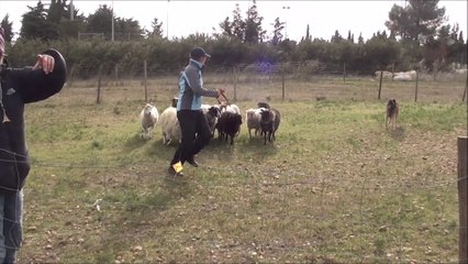 LACKALIKSOU : Iksou de la Belgerie, entrainement moutons, France nov. 2013