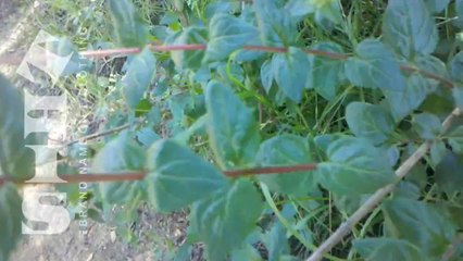 ☮ THIS™ CONEJO VALLEY CALIFORNIA BAREFOOT HIKER'S DREAMY TÍE DYE SPIRIT GIFT CLOTHING! #THIStm