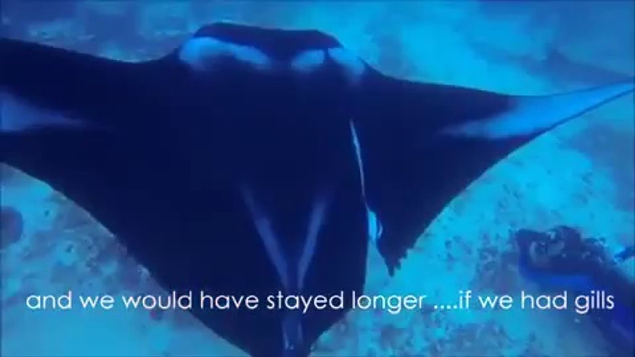 Tentative de sauvetage d'une Raie Manta blessée