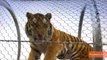 Zoo Builds Passageway For Lions and Tigers to Roam Outside Their Exhibits