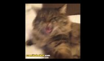 Güzel Sözlerden Hoşlanmayan Atarlı Kedi Bon Jovi