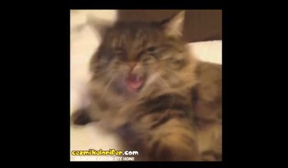 Güzel Sözlerden Hoşlanmayan Atarlı Kedi Bon Jovi