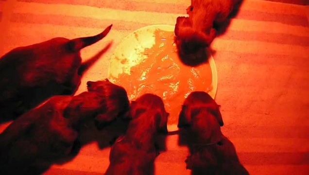 Chiots Teckel nain poil long 4 semaines