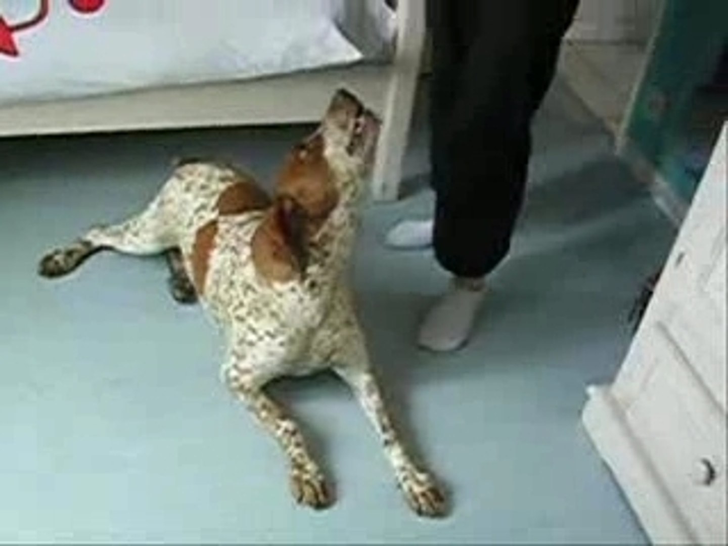 ⁣Vidéo pets