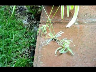 LIV TYLER VIDEOS,  LA PRIMERA VEZ  ( JOSE LUIS PERALES )   MARCOS AIASSA  2012mpg