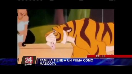 'Catman': hombre muestra cómo es su convivencia con un puma adulto