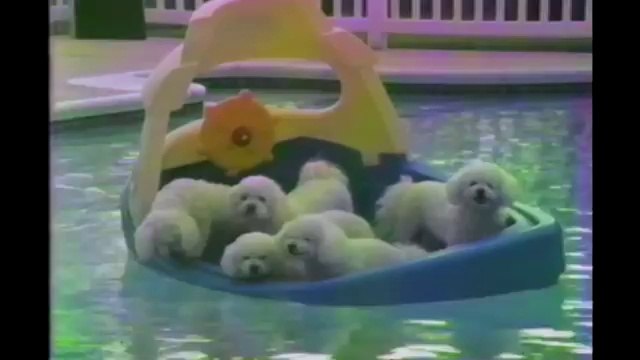 Poodles Are Awesome Compilation