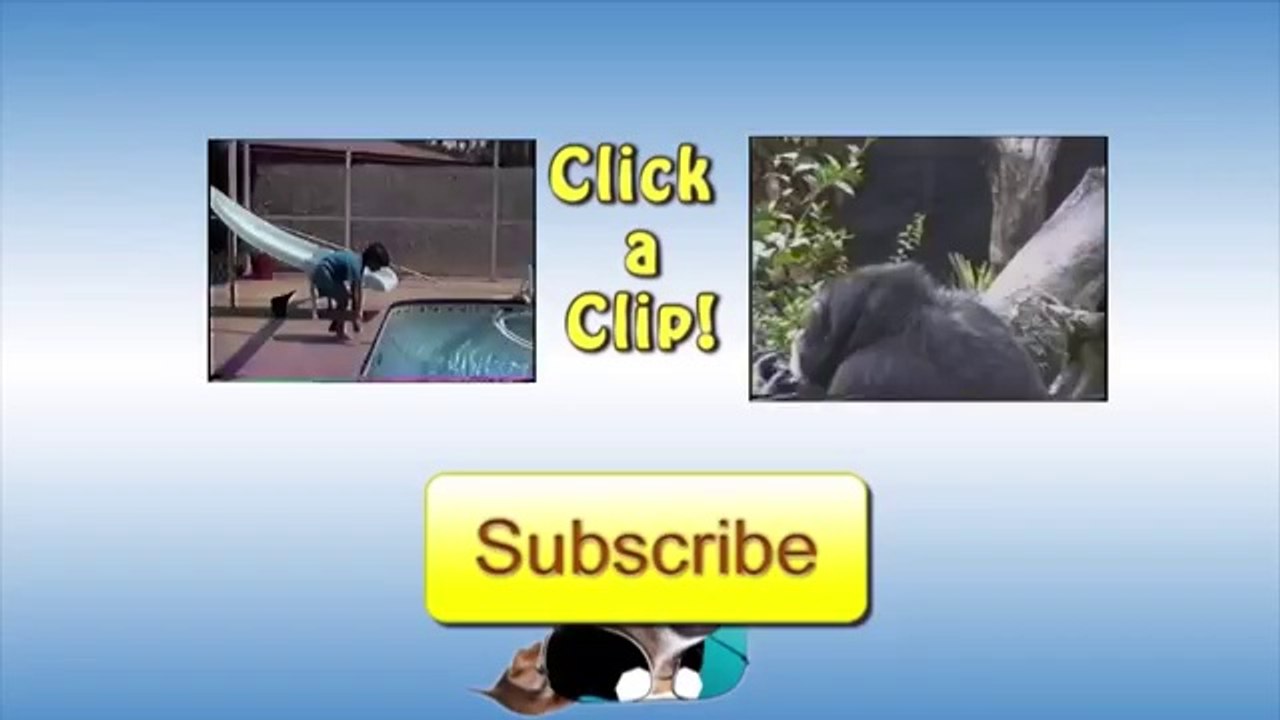 Bears Make Conga Line!