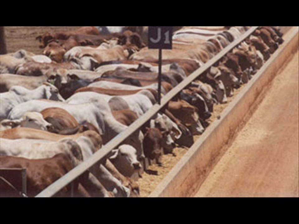 Dairy Wanda tae  Khajoor chhoharay  Dr. Ashraf Sahibzada