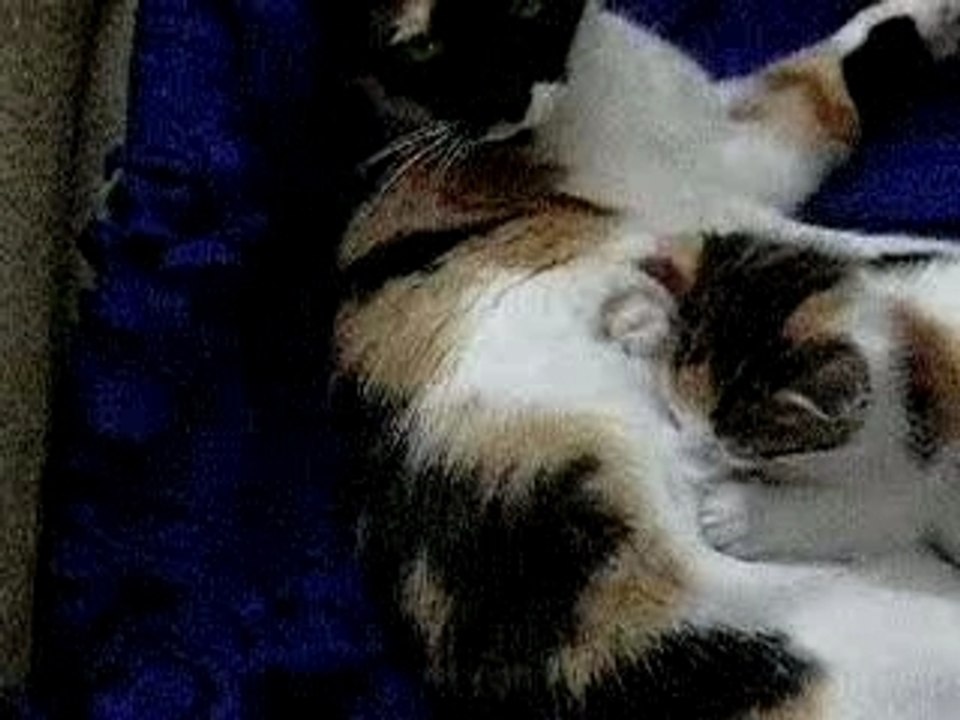 Dodosusson la goulue