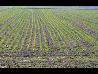 Zameen wich kalar da masla tae hul Dr.Ashraf Sahibzada