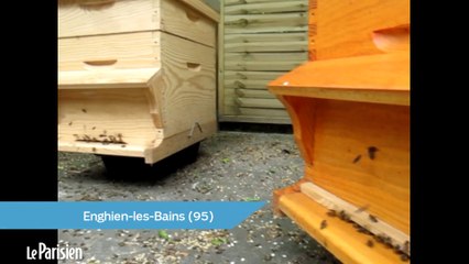 Le Grand Hôtel Barrière d'Enghien fabrique son propre miel