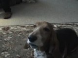 Layla the Singing Basset with Accordion Accordéon