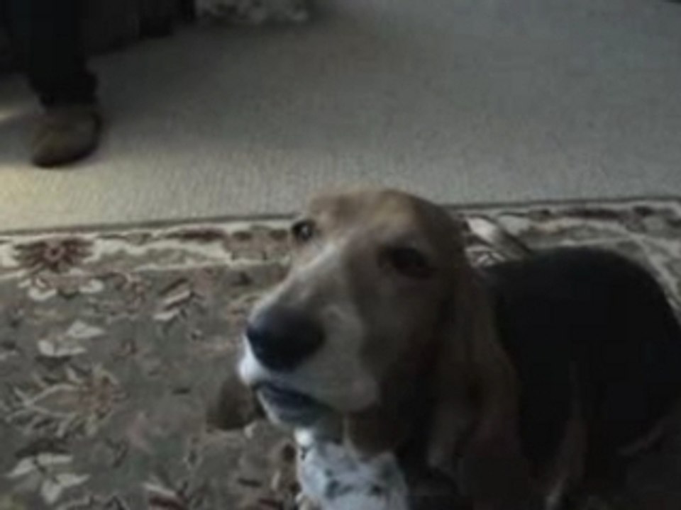 Layla the Singing Basset with Accordion Accordéon