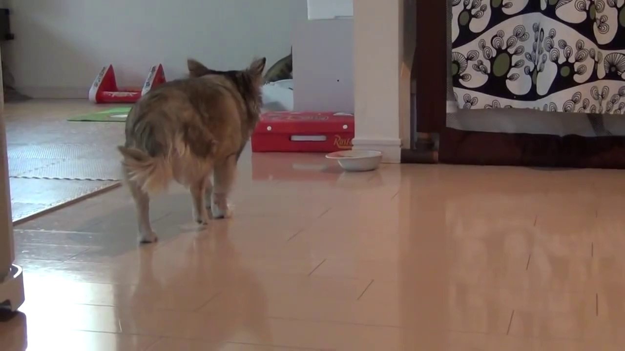 九州インベスター・ネットワークスおススメ！残飯泥棒の犬　おもしろ動画