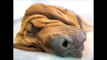 近畿インベスター・ネットワークスおススメ！寝ているときの犬の反応　おもしろ動画