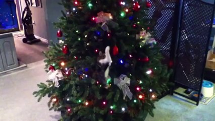 Christmas Cats Compilation