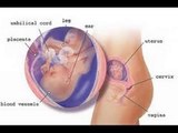 11 weeks Pregnant -fetal development