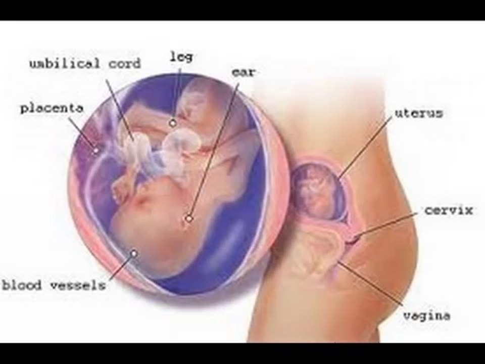 11 weeks Pregnant -fetal development