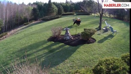 Köpekler Ayıyı Bahçeden Kovdu
