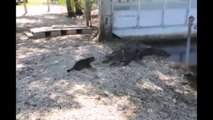 L'incredibile audacia di un gatto che fa scappare due alligatori