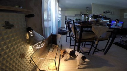 Canard et jack russel