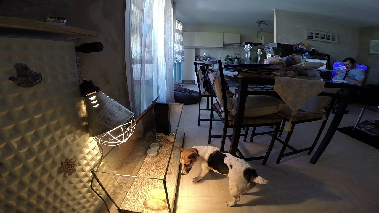 Canard et jack russel