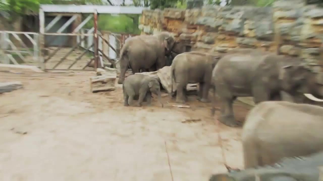 Crying Baby Elephant Stuck On Log