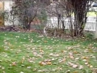 Voice Activated Corgi