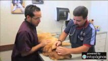Animal Medical Hospital / Hospital Veterinario Cabo Rojo