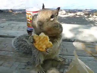 Rocky The FAT CHEEKED SQUIRREL