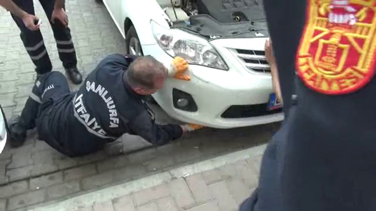 sanlıurfa aracta kedi sıkıştı