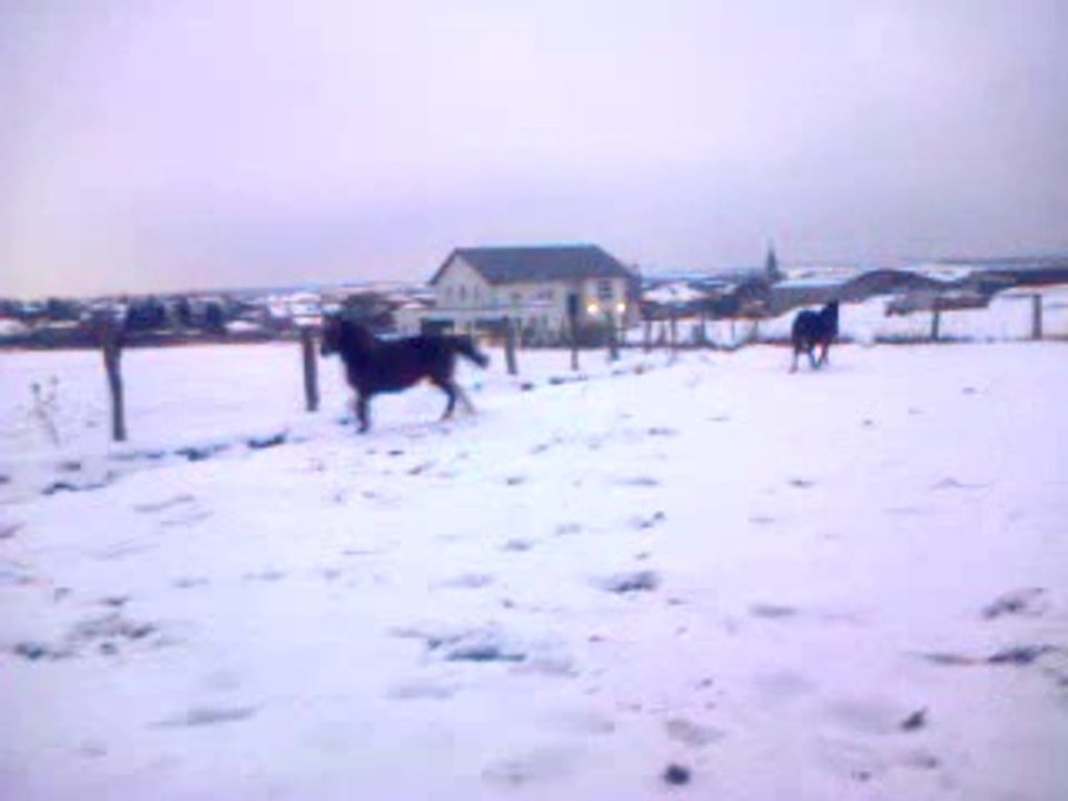Galop dans la neige