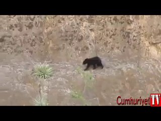 Anne ve yavru ayının tehlikeli tırmanışı