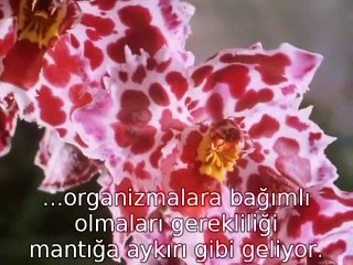 The Private Life of Plants: Exploring How They Live and Interact 🌱