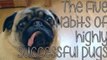 The Five Habits of Highly Successful Pugs